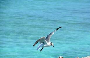 rindo gaivota dentro voar sobre a oceano foto