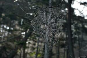 olhando para dentro a Centro do uma tecido aranha rede foto