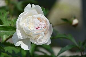 adorável branco peônia Flor dentro uma jardim foto