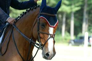 lindo face do uma mostrar cavalo dentro a verão foto