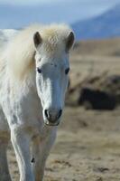 perfeito branco islandês cavalo foto