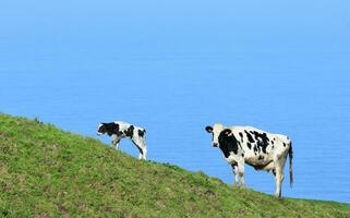 branco e Preto vaca e bezerro em uma encosta dentro a Açores foto