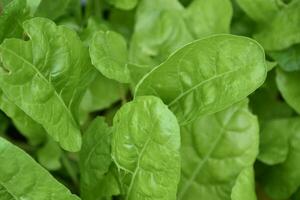 suíço acelga crescendo dentro uma vegetal jardim foto