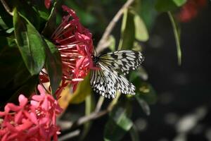 borboleta de ninfa de árvore branca em um jardim foto