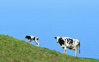 branco e Preto bezerro e vaca em uma Colina foto