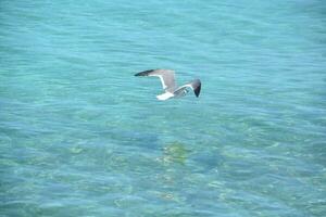 rindo gaivota desnatação a tropical oceano águas foto