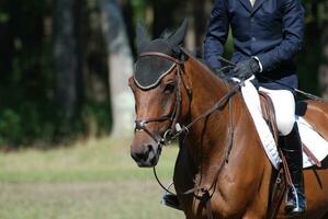 cavalo e caçador cavaleiro dentro a mostrar anel foto