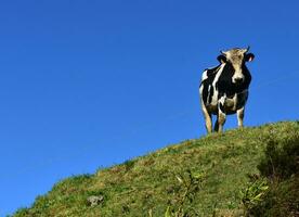 Preto e branco vaca em pé em a crista do uma Colina foto