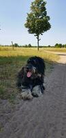 goldendoodle cachorro deitado em a Prado. Preto rabisco com fantasma desenho. adorável foto