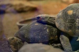 a a maioria ameaçado tartaruga do a mundo foto