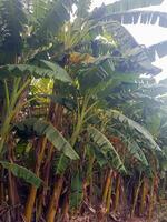 banana plantas Como uma símbolo do fertilidade e abundância foto