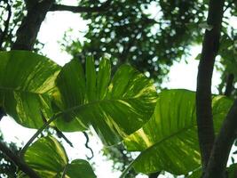 verde Leafe para fundo e natureza estilo com aro luz e Boa espaço foto