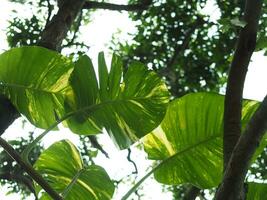 homalomena e alocasia variegado plantar Leafe para decoração casa jardim foto