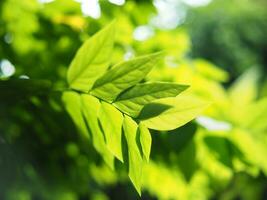 verde Leafe para fundo e natureza estilo com aro luz e Boa espaço foto