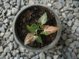 singônio plantar bebê dentro Panela Rosa e branco plantar doce para decoração jardim foto