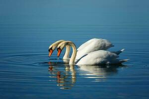 branco cisnes em corpo do água foto