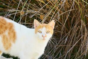 branco com vermelho gato em a fundo do seco plantar fechar acima. foto