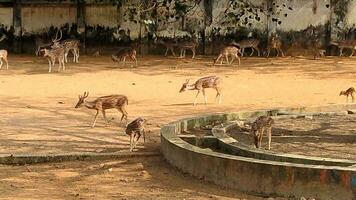 iluminado pelo sol vermelho cervo, cervus elafo, veado com Novo galhadas crescendo voltado para Câmera dentro verão natureza. alerta herbívoro a partir de lado Visão com cópia de espaço. selvagem animal com Castanho pele observando em campo. foto