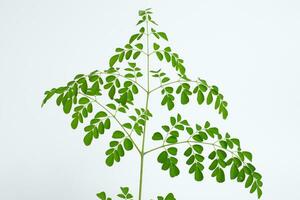 moringa folhas árvore verde daun kelor topo Visão foto