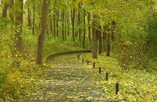 lindo natureza outono panorama. cenário Visão em outono cidade parque com dourado amarelo folhagem dentro nublado dia foto