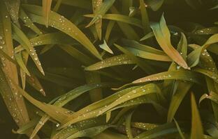 close-up de hastes gramadas densas com gotas de orvalho. tiro macro de grama molhada como imagem de fundo para o conceito de natureza foto