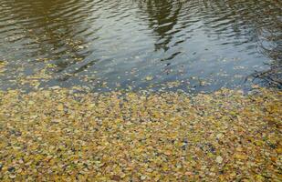 lindo natureza outono panorama com lago. cenário Visão em outono cidade parque com dourado amarelo folhagem dentro nublado dia foto