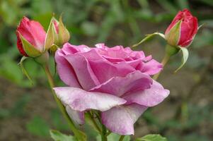 rosas dentro Alemanha foto