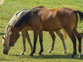 cavalos em uma campo dentro Westfália foto