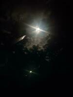 abeto árvores em Prado entre encostas com coníferas floresta dentro névoa debaixo a azul céu às noite. assustador campo cenário dentro cheio lua luz foto