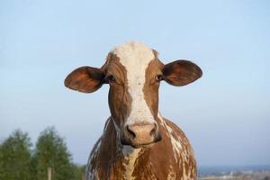 close-up de uma bela vaca holandesa malhada de marrom e branco foto