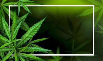 ilustrações de folhas de maconha em fundo escuro de cannabis foto