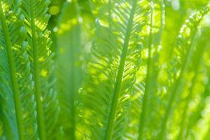 folhagem verde tropical bonita abstrata focaliza apenas foto