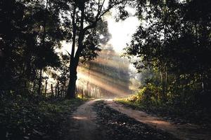 estrada com neblina em uma vila rural pela manhã, estrada florestal foto