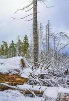 morrendo de floresta de prata nevada na paisagem de brocken mountain harz alemanha