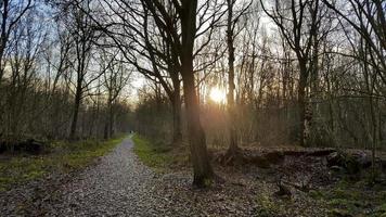 pôr do sol na floresta. raios de sol entre as árvores, Alemanha. foto