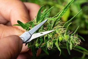 podando folhas de cannabis foto