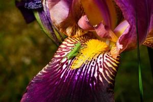 close de um gafanhoto verde em uma flor de íris foto