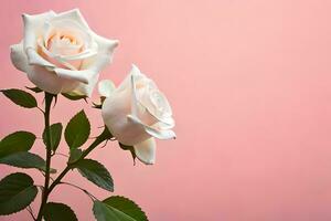 dois branco rosas contra uma Rosa fundo. gerado por IA foto