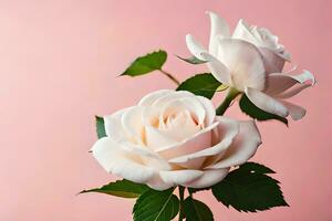 dois branco rosas em uma Rosa fundo. gerado por IA foto