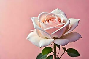 uma solteiro branco rosa é mostrando contra uma Rosa fundo. gerado por IA foto
