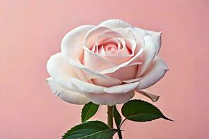 uma solteiro branco rosa é mostrando contra uma Rosa fundo. gerado por IA foto