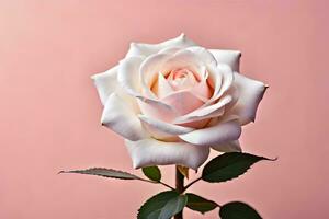 uma branco rosa é mostrando contra uma Rosa fundo. gerado por IA foto