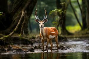 natureza e animais selvagens maravilhas capturar a essência do animais selvagens e natureza. generativo ai foto