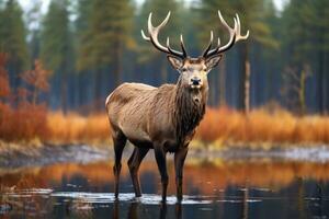 natureza e animais selvagens maravilhas capturar a essência do animais selvagens e natureza. generativo ai foto