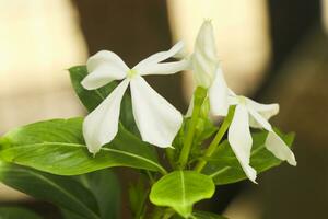 branco flores do Estrela jasmim ou falso jasmim escalada videira ou trachelospermum Jasminoides , confederado jasmim, sulista jasmim. foto