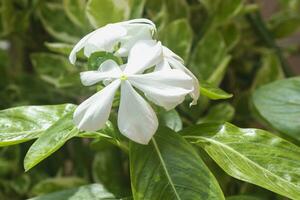 branco flores do Estrela jasmim ou falso jasmim escalada videira ou trachelospermum Jasminoides , confederado jasmim, sulista jasmim. foto