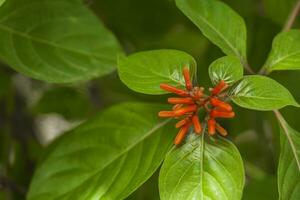 vermelho laranja pequeno fofa bastão Cajado forma aromático flor folhas lâminas Formato com verde folhas foto