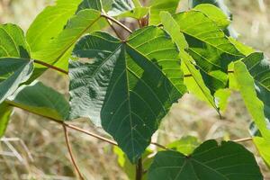 uma fechar acima do uma plantar com verde folhas foto