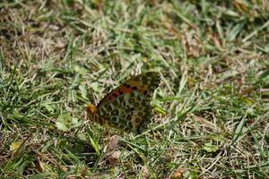 borboleta em repouso dentro a jardim foto