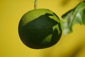 citrino fruta amadurecimento em a árvore foto